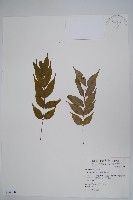 木蠟樹、山漆藏品圖，第1張