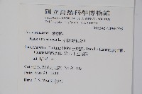 木蠟樹、山漆藏品圖，第2張