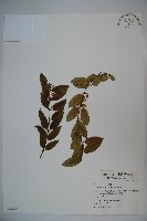 無梗忍冬藏品圖，第1張