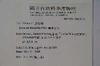 無梗忍冬藏品圖，第2張