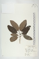 耿氏虎皮楠藏品圖，第1張