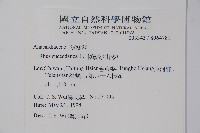 木蠟樹、山漆藏品圖，第2張