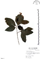 杜虹花，台灣紫珠藏品圖，第1張