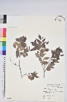 米飯花藏品圖，第1張