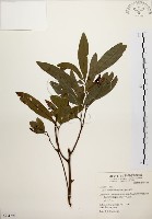 黃肉樹, 小梗木薑子藏品圖，第1張