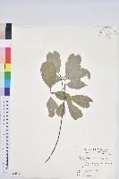 青剛櫟、鐵椆藏品圖，第1張