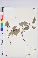 粗糠柴藏品圖，第1張