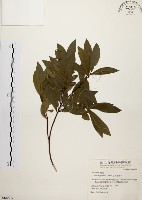 黃肉樹, 小梗木薑子藏品圖，第1張