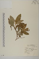 艾納香藏品圖，第1張