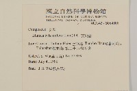 艾納香藏品圖，第2張