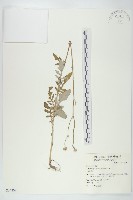 泥胡菜藏品圖，第1張