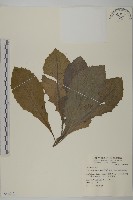 裂葉艾納香藏品圖，第1張