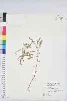 葉下珠、珠仔草藏品圖，第1張