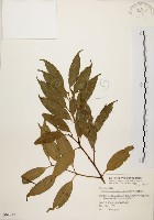 山肉桂、台灣肉桂藏品圖，第1張