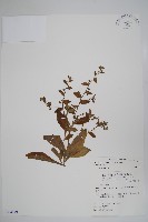 盾果草藏品圖，第1張