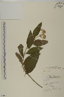 蘇利南野菊藏品圖，第1張