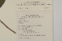 蘇利南野菊藏品圖，第2張