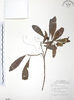 楊梅藏品圖，第1張