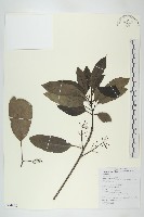 耿氏虎皮楠藏品圖，第1張