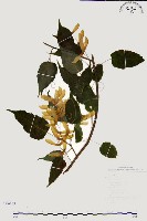 尖葉槭藏品圖，第1張