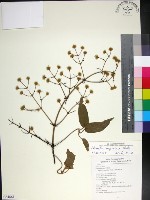 麥氏鐵線蓮藏品圖，第1張