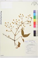 麥氏鐵線蓮藏品圖，第2張