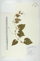 青牛膽藏品圖，第1張