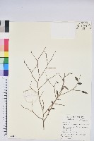 毛蕊花藏品圖，第1張