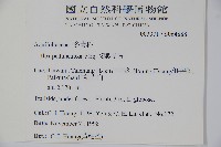 刻脈冬青藏品圖，第2張