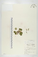 倒卵葉裂緣花藏品圖，第1張