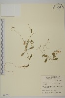 高山無心菜藏品圖，第1張