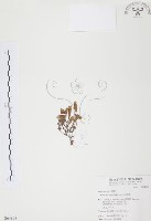 玉山龍膽藏品圖，第1張