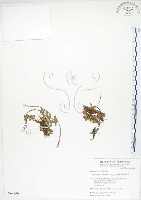 合歡柳葉菜藏品圖，第1張