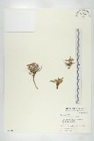 玉山山蘿蔔藏品圖，第1張