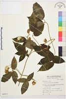 銹毛鐵線蓮藏品圖，第1張