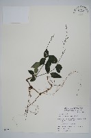 針刺草藏品圖，第1張