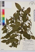 桶鉤藤藏品圖，第1張