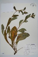 盾果草藏品圖，第1張