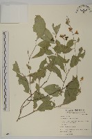 南華南蛇藤，青江藤藏品圖，第1張