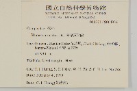 薄葉艾納香藏品圖，第2張