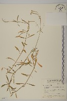 臺灣瞿麥藏品圖，第1張