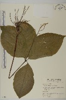 臺灣及己藏品圖，第1張