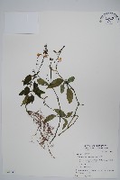 針刺草藏品圖，第1張