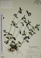 爵床藏品圖，第1張