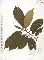 水冬瓜藏品圖，第1張