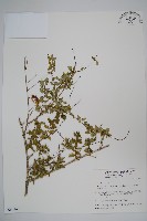 臺灣糯米條藏品圖，第1張