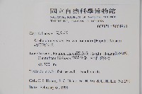 臺灣糯米條藏品圖，第2張