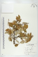 小葉胡頹子藏品圖，第1張