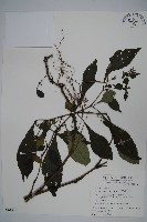 曲莖馬藍藏品圖，第1張