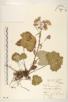 臺灣款冬藏品圖，第1張